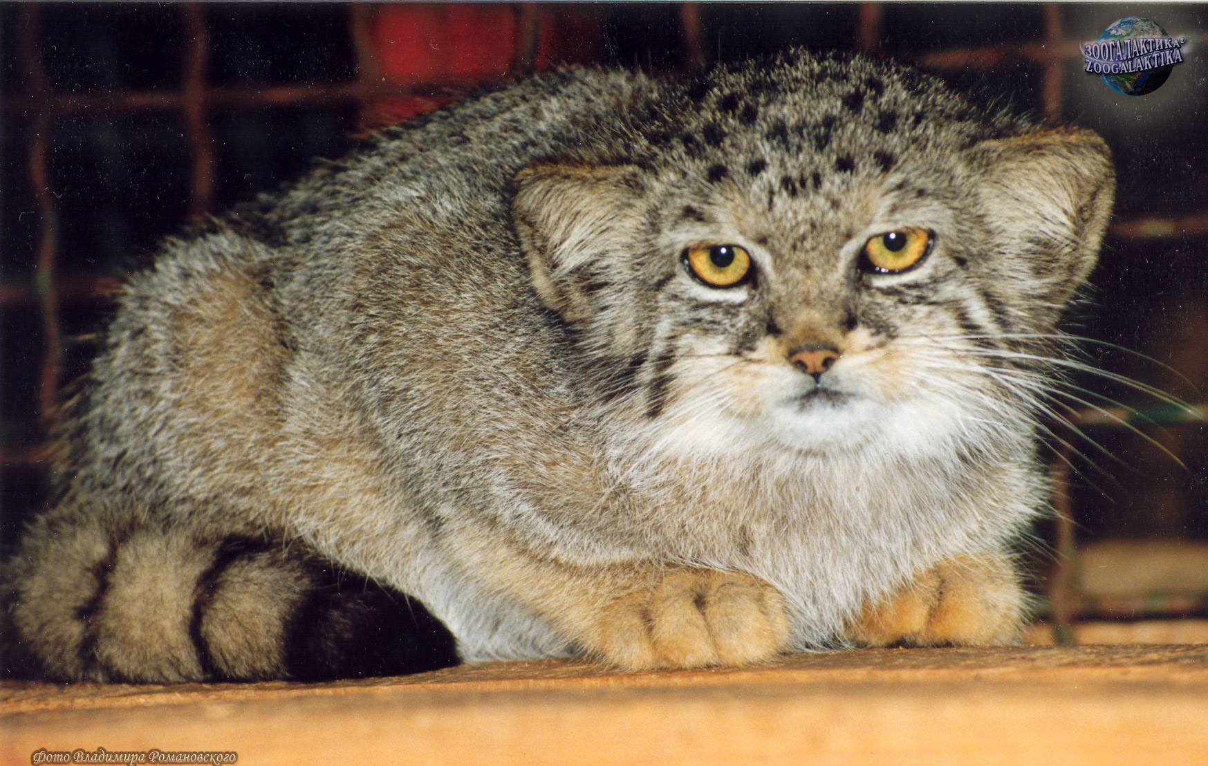 Красная Книга России Красная Книга России