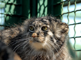 Смотреть фото Манул Фото Манул