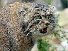 Смотреть фото Манул Фото Манул