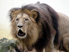 Смотреть фото Лев Фото Лев