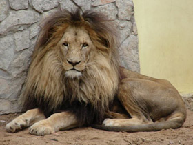 Смотреть фото Лев Фото Лев