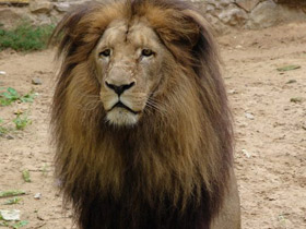 Смотреть фото Лев Фото Лев