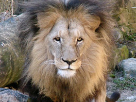 Смотреть фото Лев Фото Лев