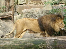 Смотреть фото Лев Фото Лев