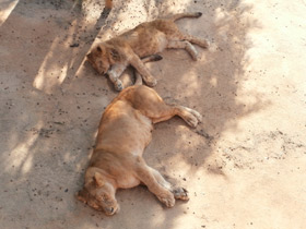 Смотреть фото Динго - просто поразительные охотники! Фото Динго - просто поразительные охотники!