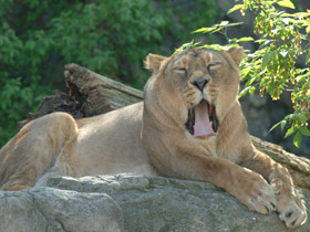 Азиатский лев Азиатский лев