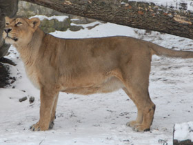 Смотреть фото Лев Фото Лев