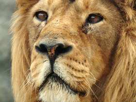 Смотреть фото Лев Фото Лев