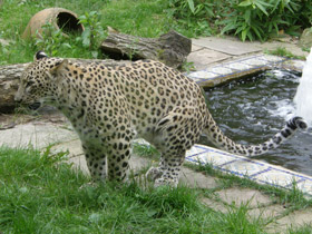 Смотреть фото Переднеазиатский леопард Фото Переднеазиатский леопард