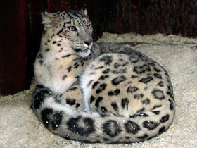 Фото Снежный барс: призрак высоких гор