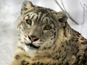 Фото Снежный барс: призрак высоких гор