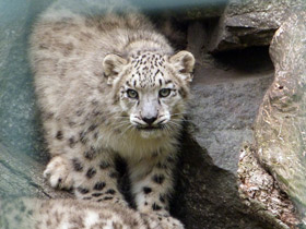 Фото Снежный барс: призрак высоких гор