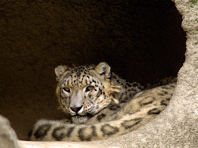 Фото Снежный барс: призрак высоких гор