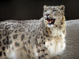 Фото Снежный барс: призрак высоких гор