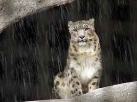 Фото Снежный барс: призрак высоких гор