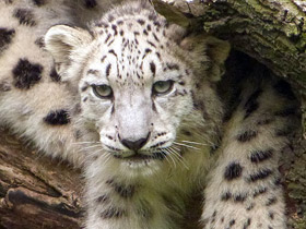 Фото Снежный барс: призрак высоких гор