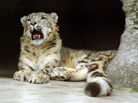 Фото Снежный барс: призрак высоких гор