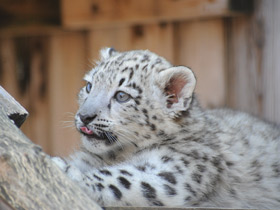 Ирбис Ирбис