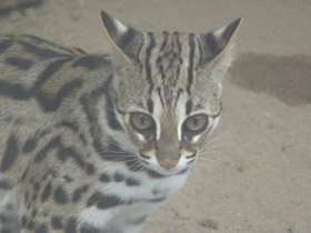 Смотреть фото Бенгальская кошка Фото Бенгальская кошка