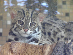 Смотреть фото Бенгальская кошка Фото Бенгальская кошка