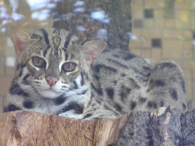 Смотреть фото Бенгальская кошка Фото Бенгальская кошка