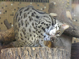 Смотреть фото Бенгальская кошка Фото Бенгальская кошка