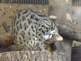 Смотреть фото Бенгальская кошка Фото Бенгальская кошка