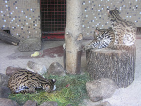 Смотреть фото Бенгальская кошка Фото Бенгальская кошка