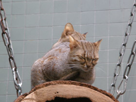 Смотреть фото Ржавая кошка Фото Ржавая кошка