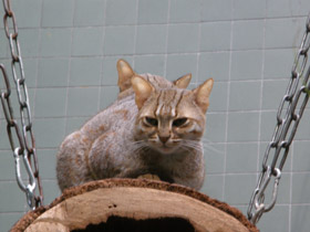 Смотреть фото Ржавая кошка Фото Ржавая кошка