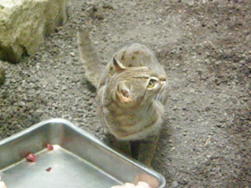 Смотреть фото Ржавая кошка Фото Ржавая кошка