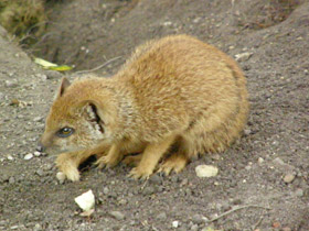 Фото Жёлтый мангуст