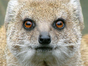 Фото Жёлтый мангуст