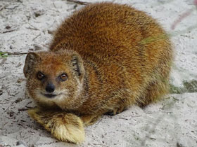 Фото Жёлтый мангуст