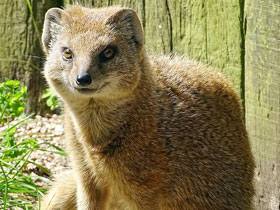 Фото Жёлтый мангуст