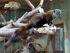 Смотреть фото Малагасийский кольцехвостый мангуст Фото Малагасийский кольцехвостый мангуст