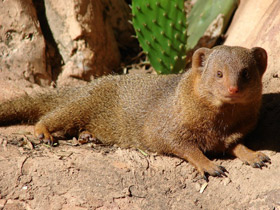 Фото Карликовый мангуст