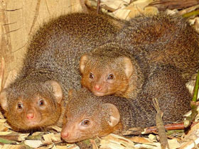 Фото Карликовый мангуст