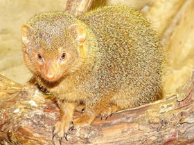 Фото Карликовый мангуст