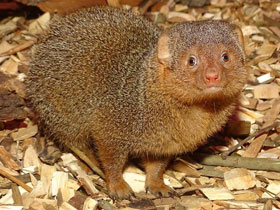 Фото Карликовый мангуст