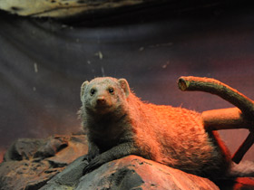 Фото Карликовый мангуст