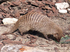 Фото Полосатый мангуст