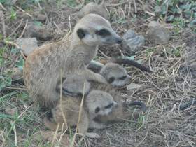 Смотреть фото Сурикаты Фото Сурикаты