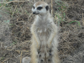 Смотреть фото Сурикаты Фото Сурикаты