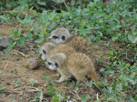 Смотреть фото Сурикаты Фото Сурикаты