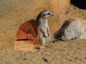 Смотреть фото Сурикаты Фото Сурикаты