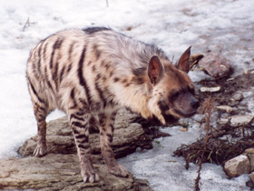 Фото Полосатая гиена