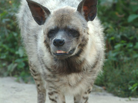 Фото Полосатая гиена