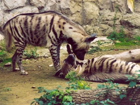 Фото Полосатая гиена