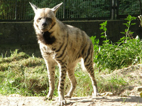 Фото Полосатая гиена